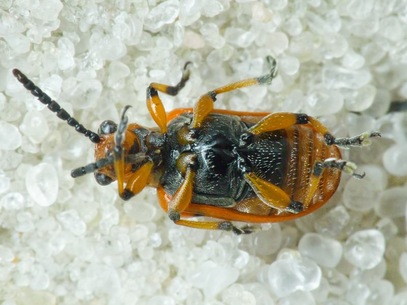 Crioceris duodecimpunctata (Linnaeus, 1758)